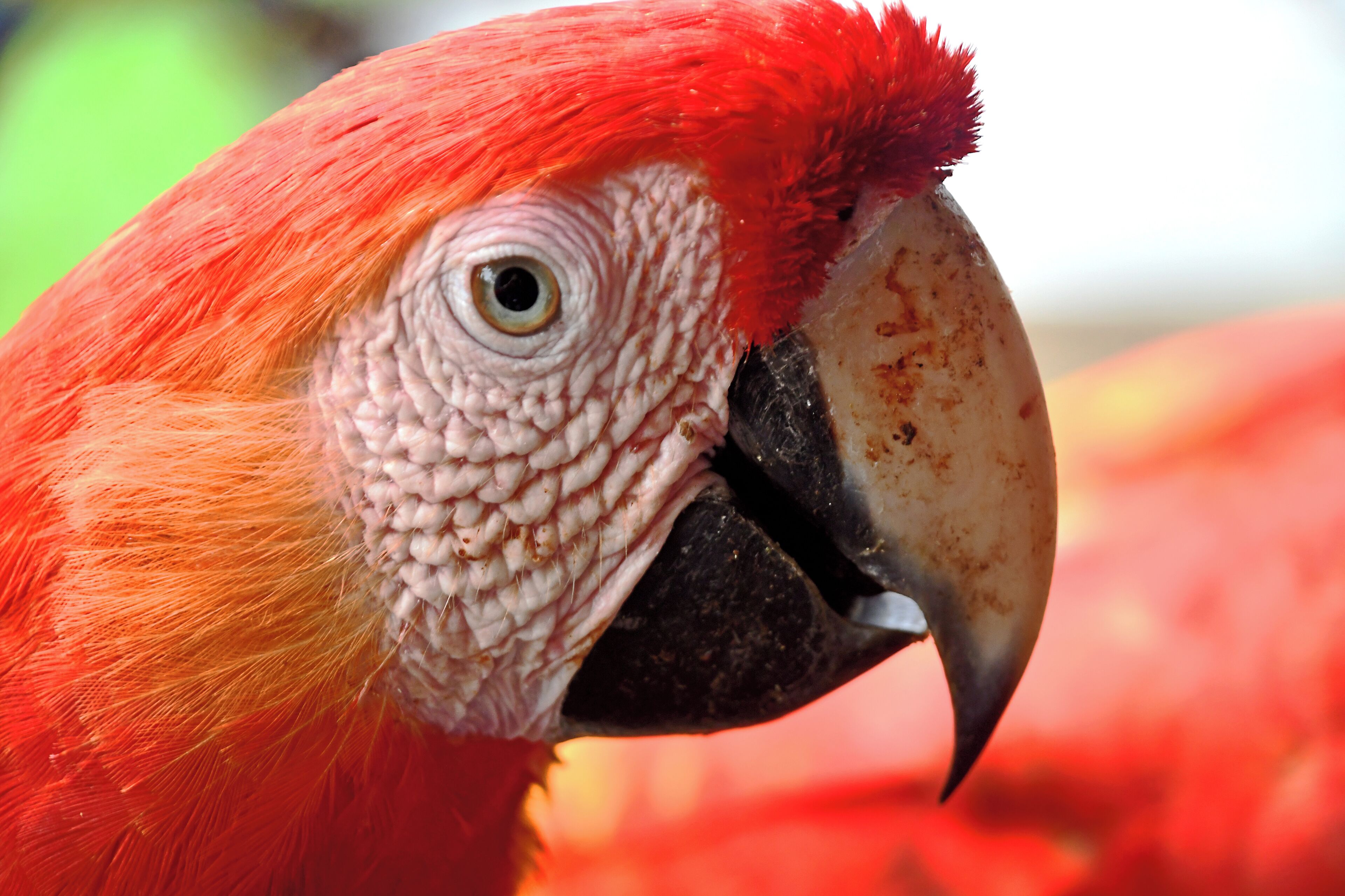 Portrait of a Macaw.