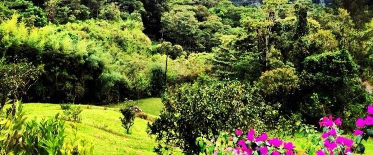 Un valle verde y exuberante con un río, rodeado de montañas y vegetación densa.