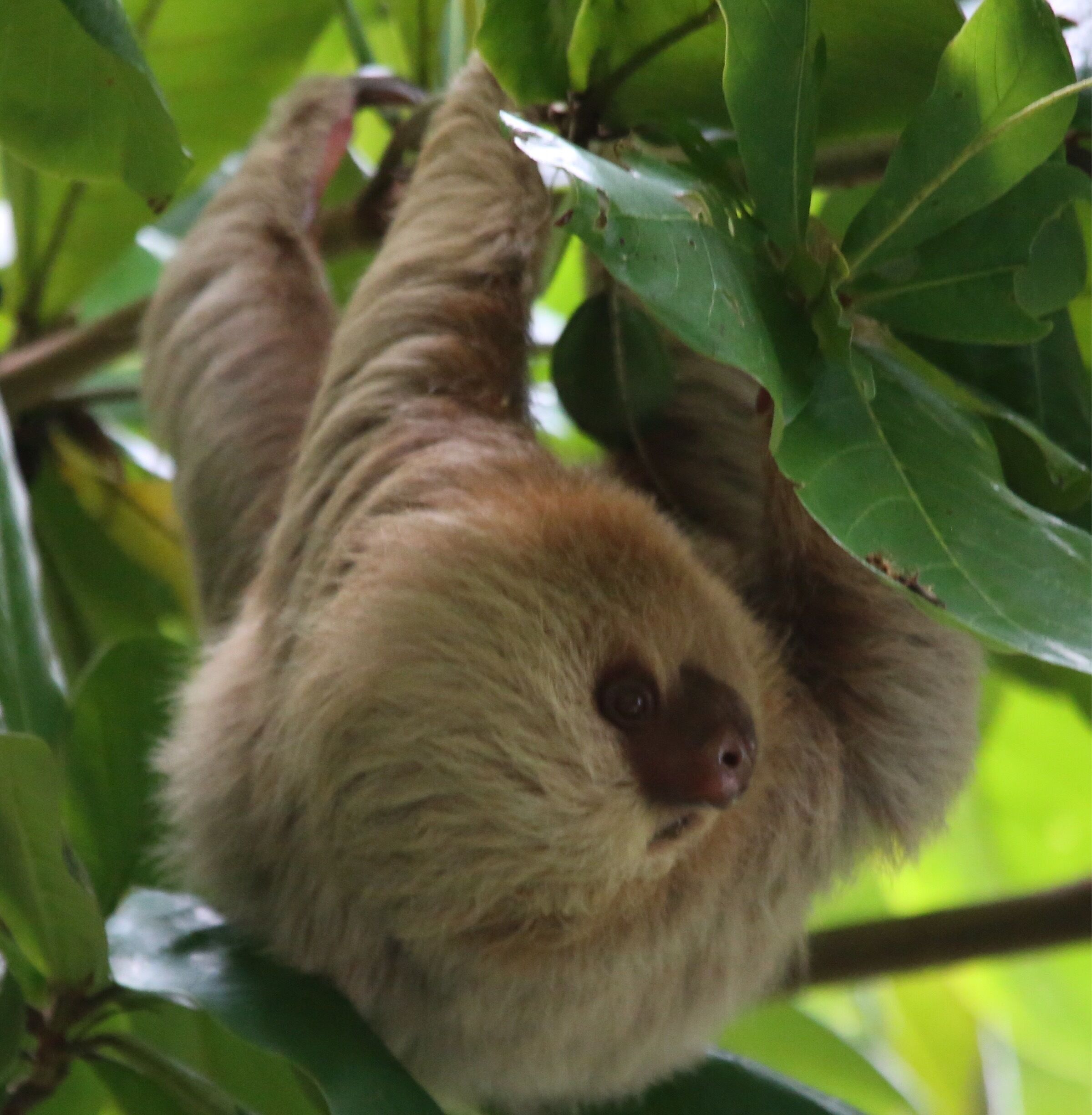 
a sloth in Manuel Antonio National Park, Costa Rica
