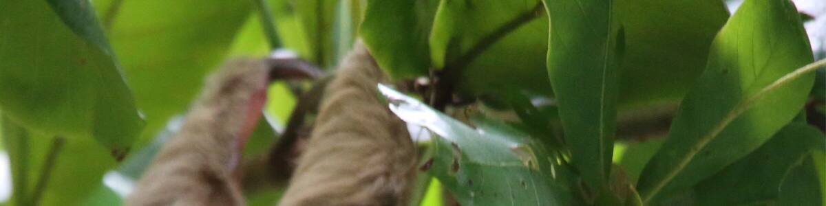 a sloth in Manuel Antonio National Park, Costa Rica