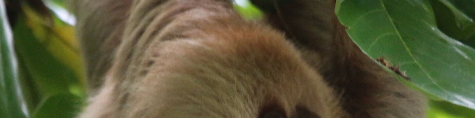 a sloth in Manuel Antonio National Park, Costa Rica