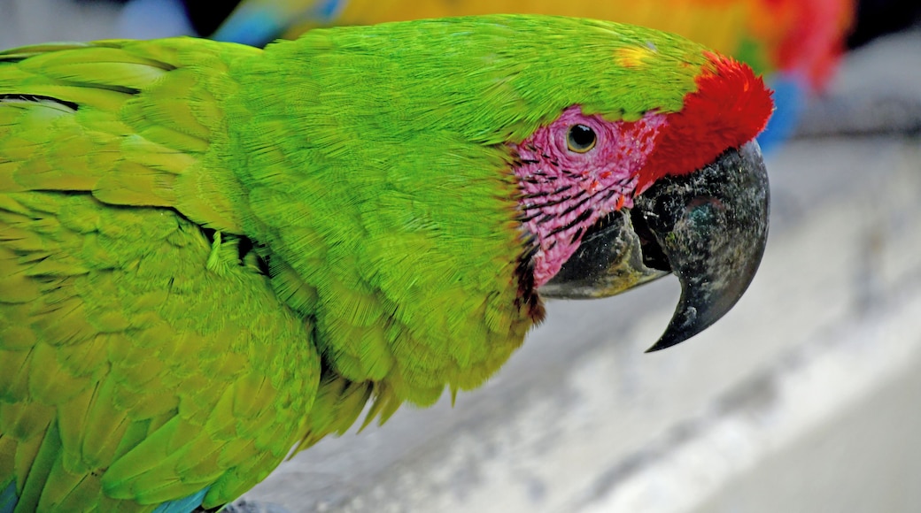 Portrait of a Macaw.