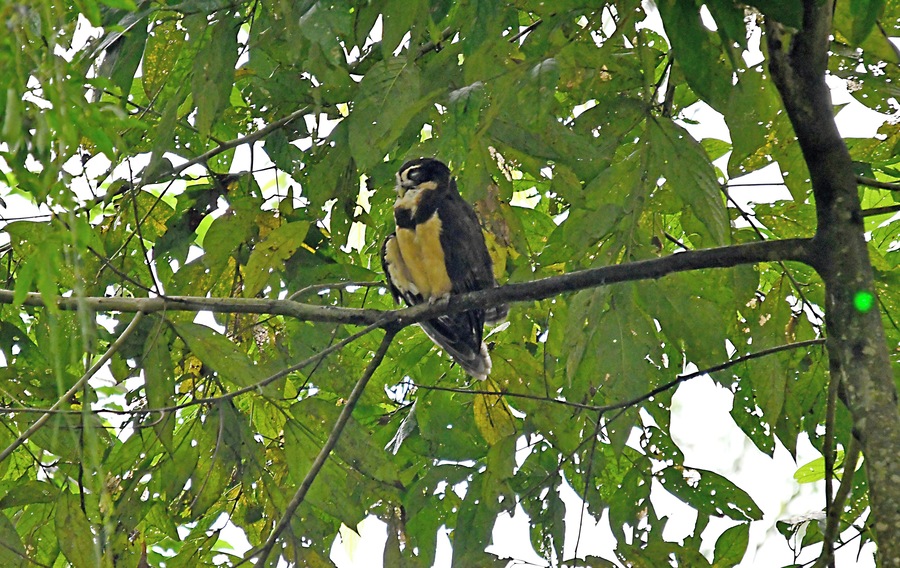 I don't even know how they spotted this owl. It was on the far side of the river, way up at the top of a tall tree, in dark shadow.  Digital photography is truly a wonderful thing.