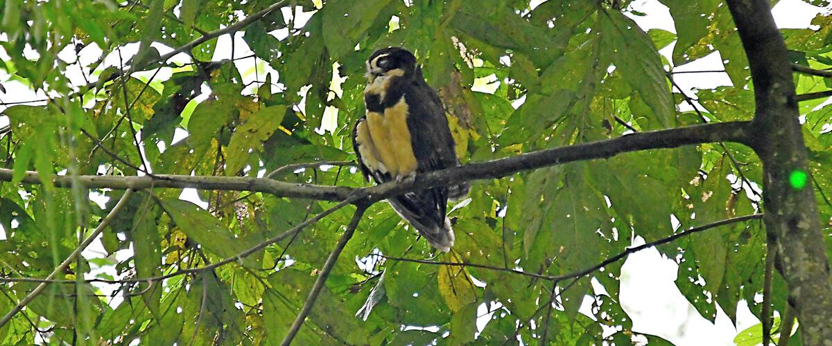 A bird perched on a branch amidst dense foliage.