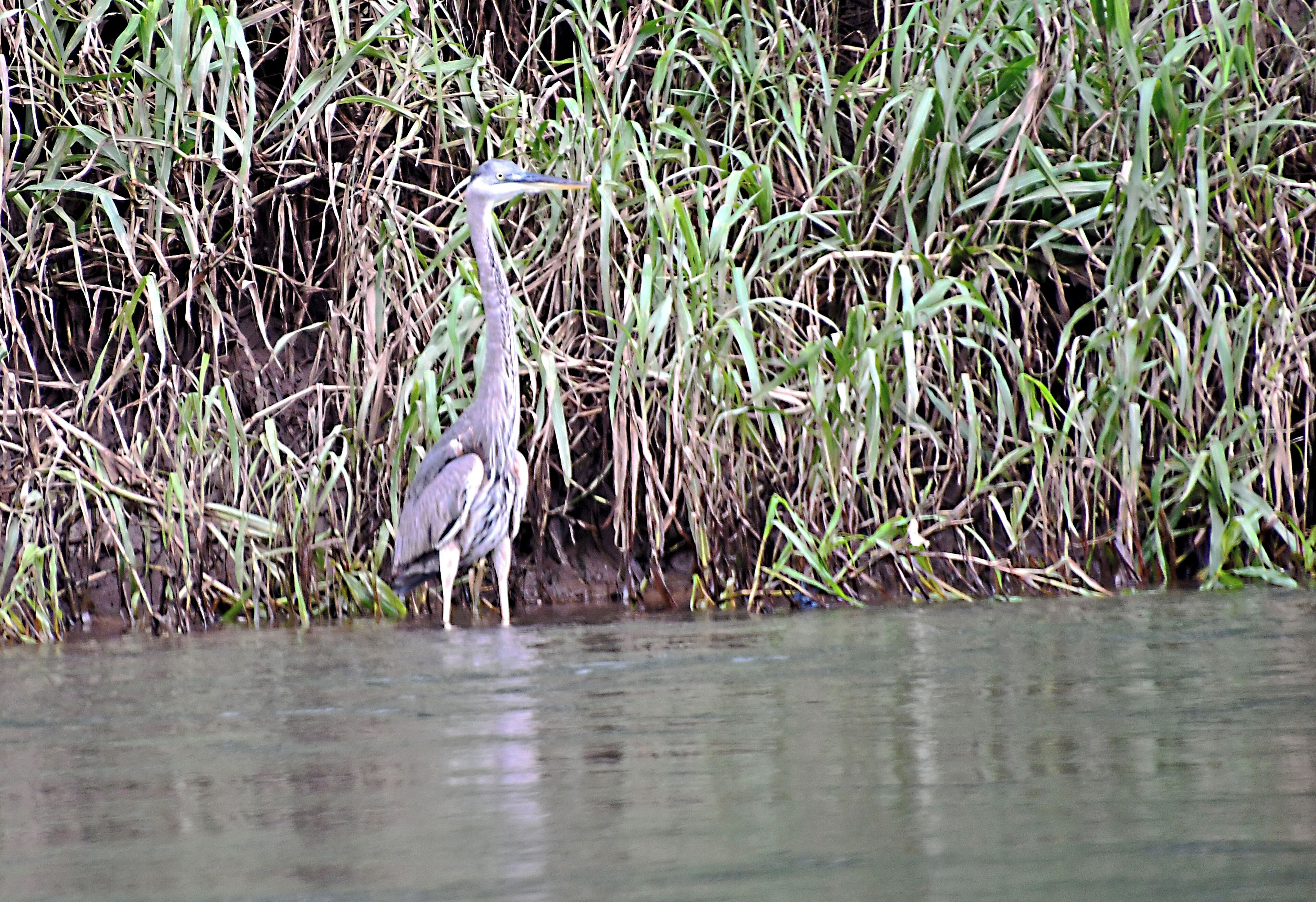Many species of birds to be seen.