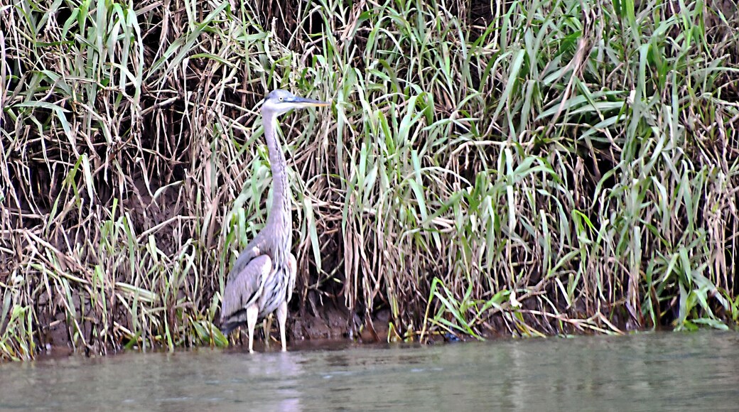 Many species of birds to be seen.