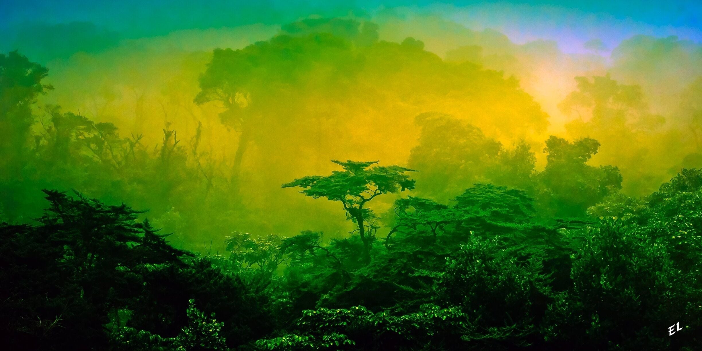 A dense forest with a variety of trees and a misty atmosphere.