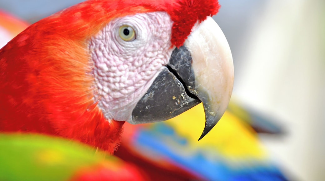 Portrait of a Macaw.