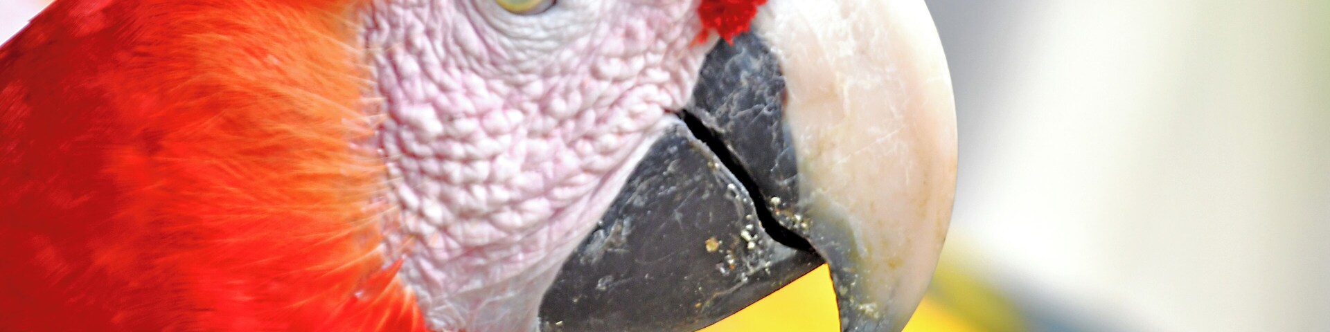 Portrait of a Macaw.