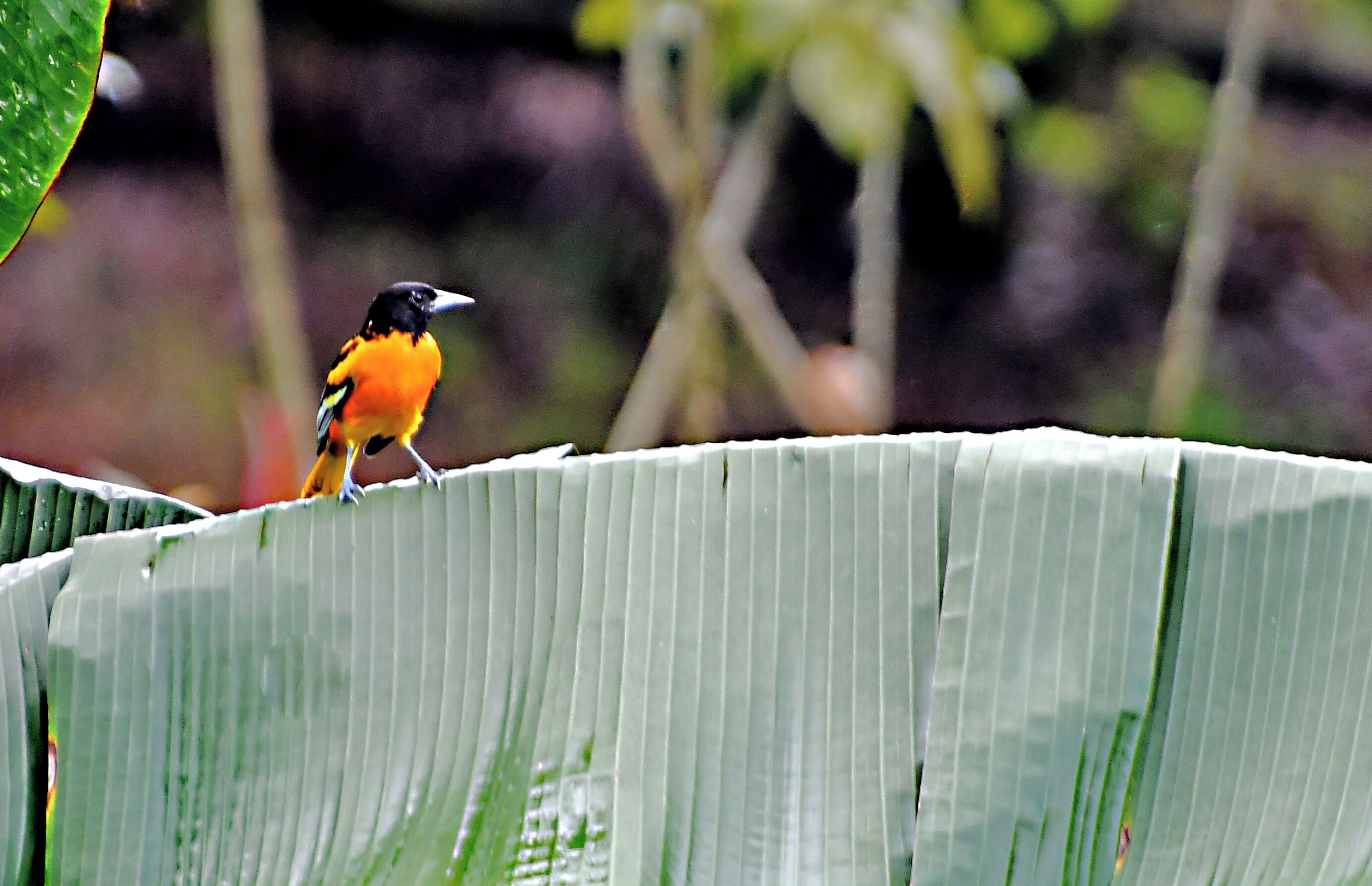 Un pájaro posado en una cerca de metal corrugado.