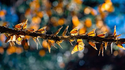 Monarch butterflies (Danaus plexippus) are sitting on branches in the forest in the park El Rosario, Reserve of the Biosfera Monarca. Angangueo, State of Michoacan, Mexico