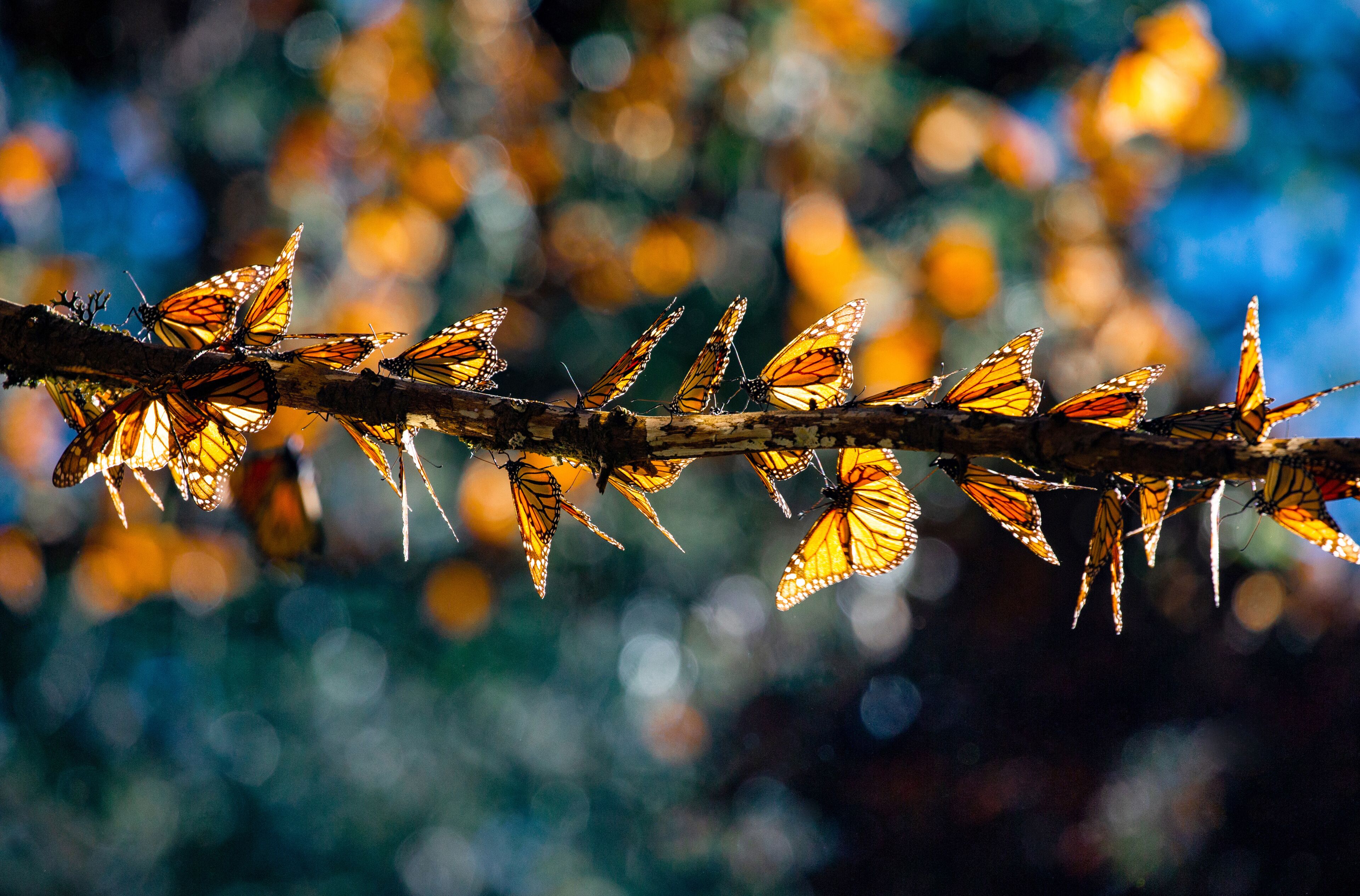 A branch with multiple monarch butterflies clustered together.
