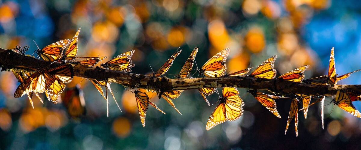 A branch with multiple monarch butterflies clustered together.