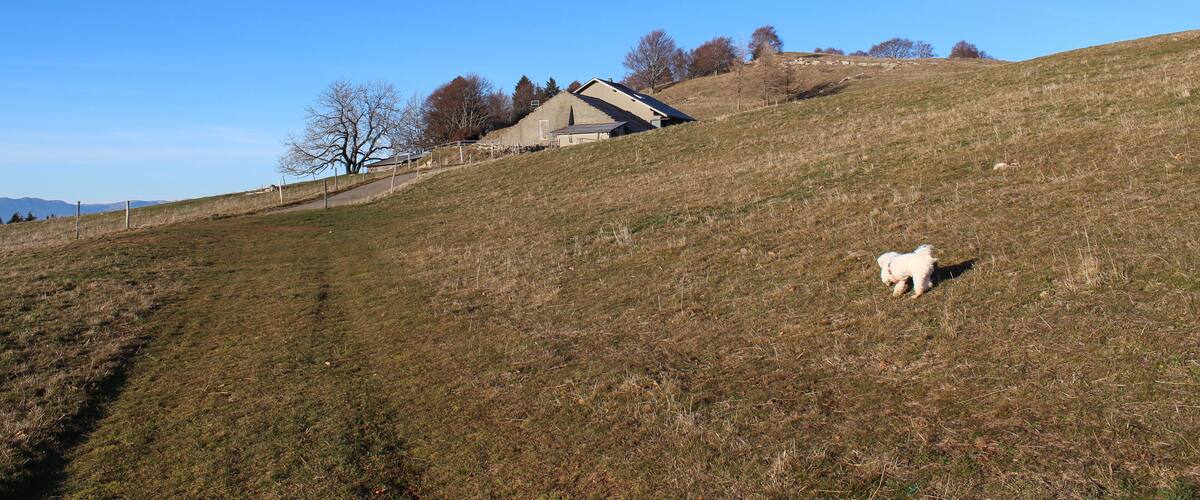 A grassy hill with a small white dog, a building, and leafless trees under a clear blue sky.