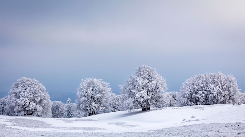Un paisaje nevado con árboles cubiertos de nieve y un cielo despejado.