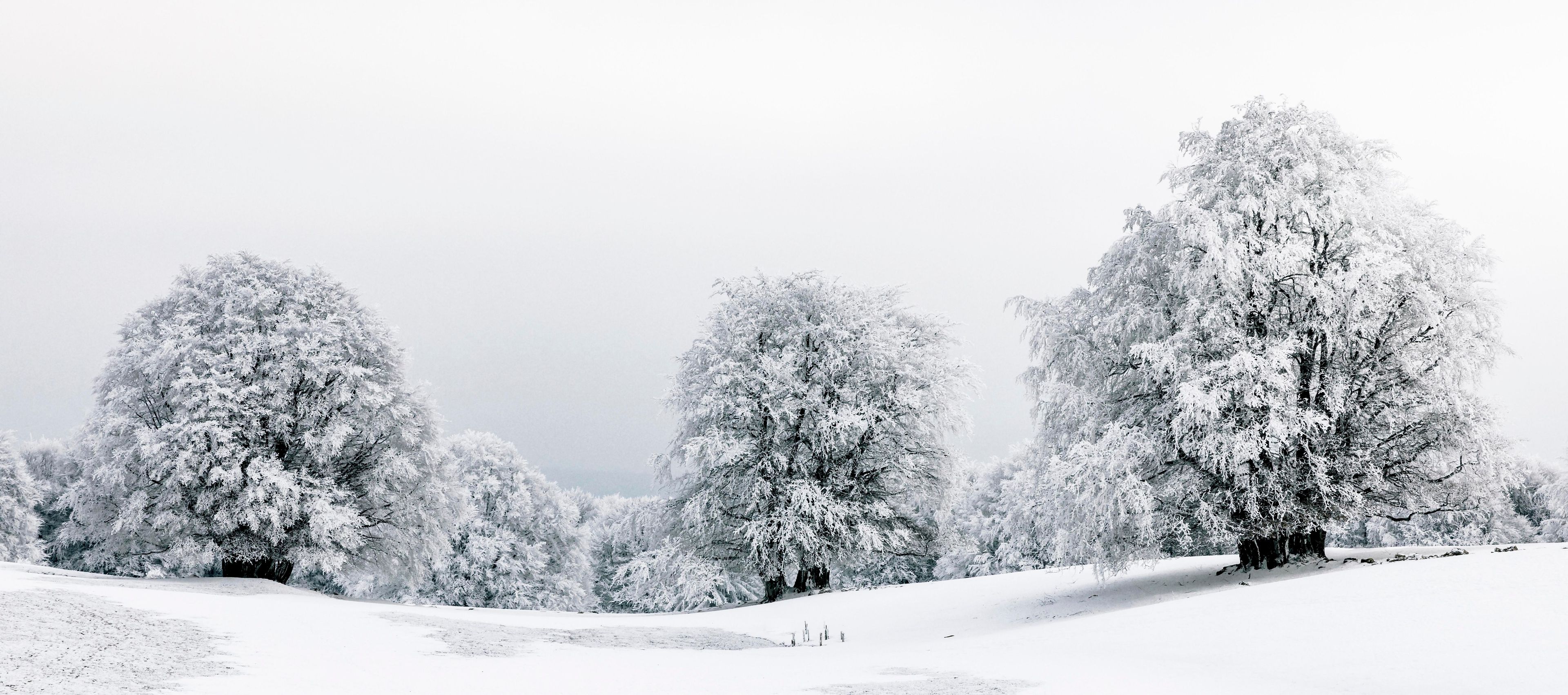Winter landscpae, frozen trees in winter, Mont Saleve, Archamps, France, Europe