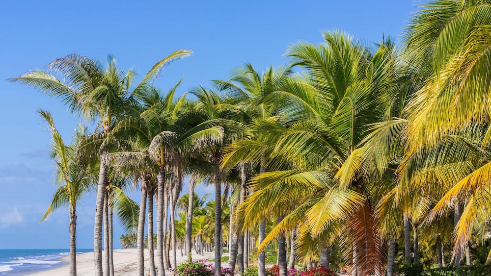 E2GKAT Panama Cocle province Farallon Playa Blanca lined with palm trees over Pacific Ocean