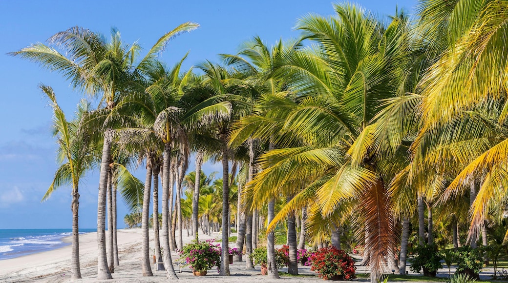 E2GKAT Panama Cocle province Farallon Playa Blanca lined with palm trees over Pacific Ocean