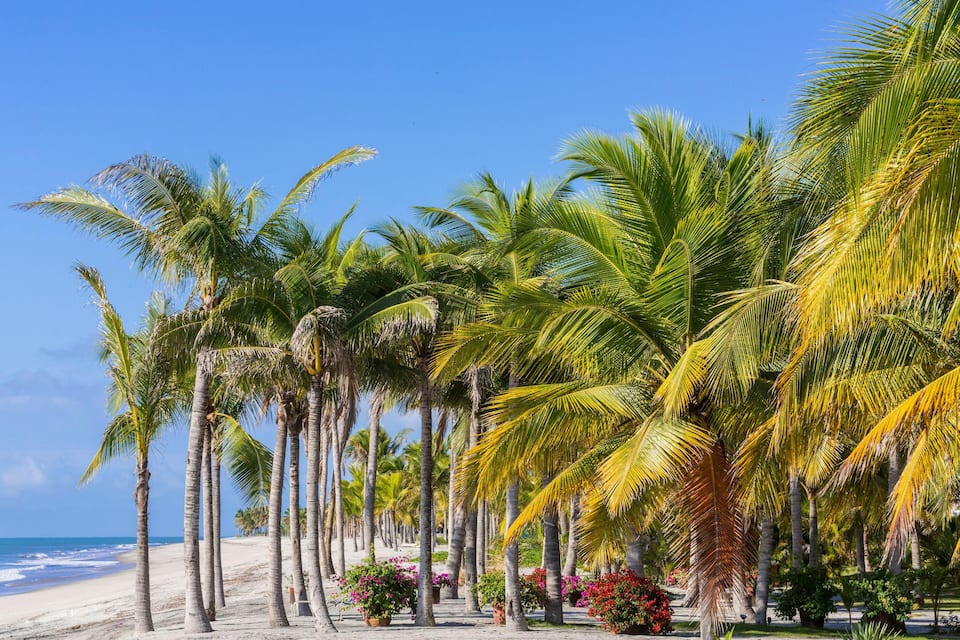 A beach lined with palm trees and flowers under a clear blue sky.