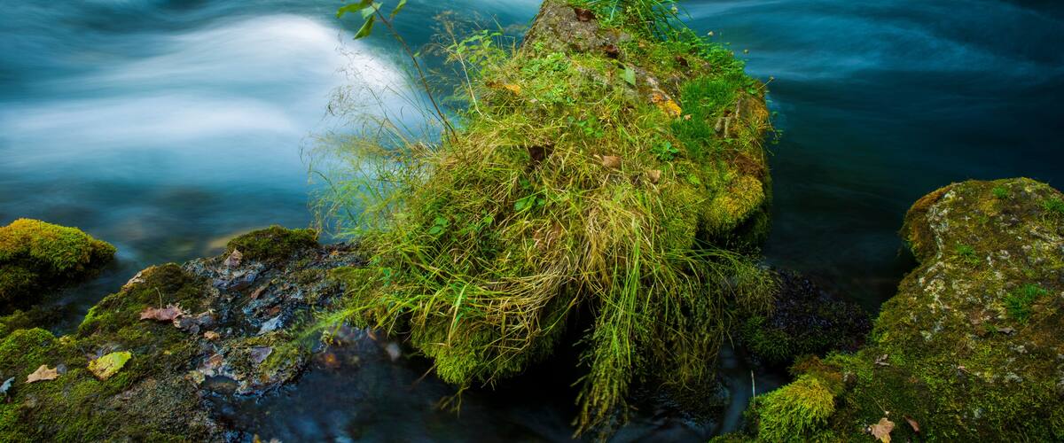 A river with a smooth, flowing water surface, surrounded by lush greenery and moss-covered rocks.