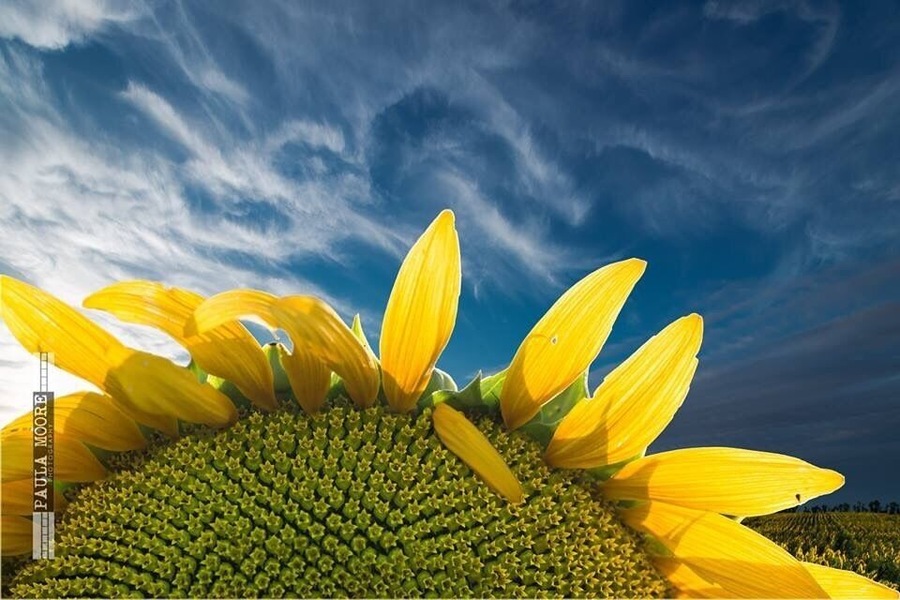 Kansas Sunflowers