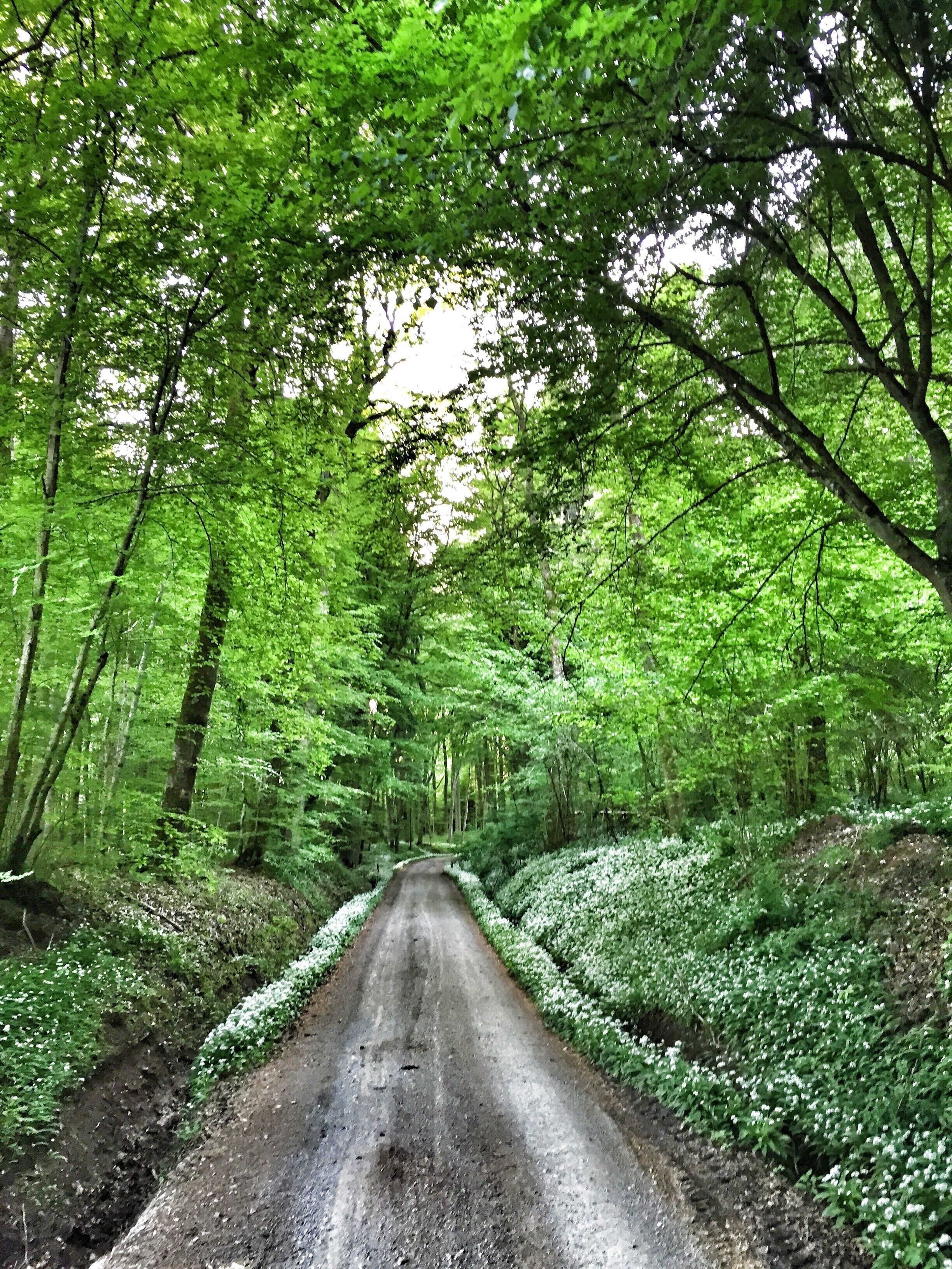 Marlenes Bärlauchplantage