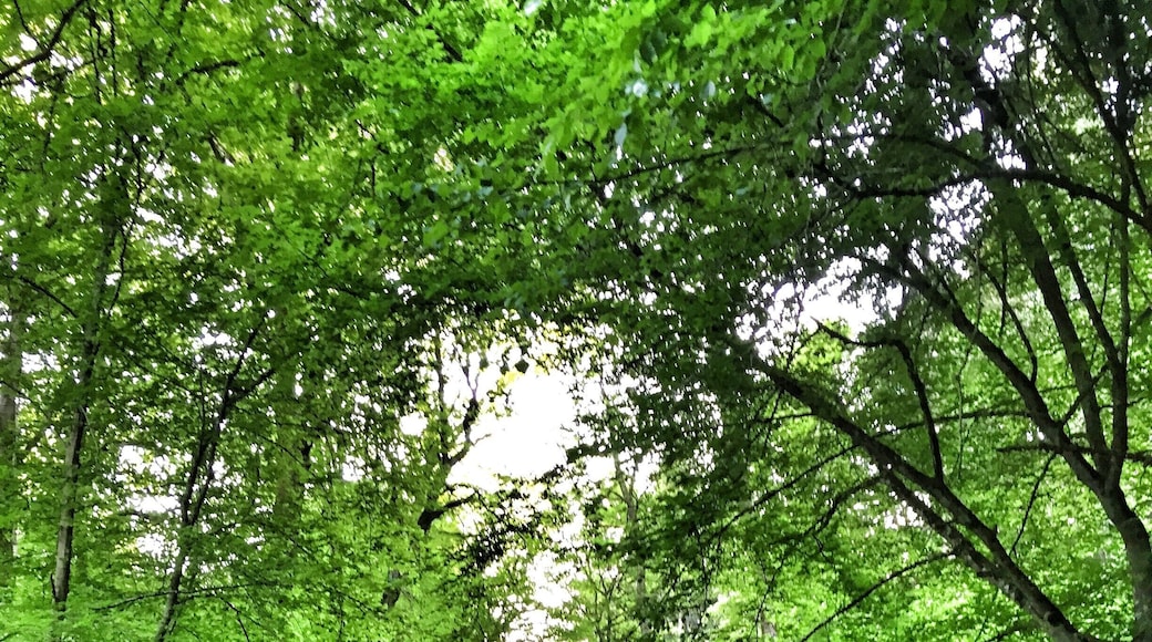 Marlenes Bärlauchplantage