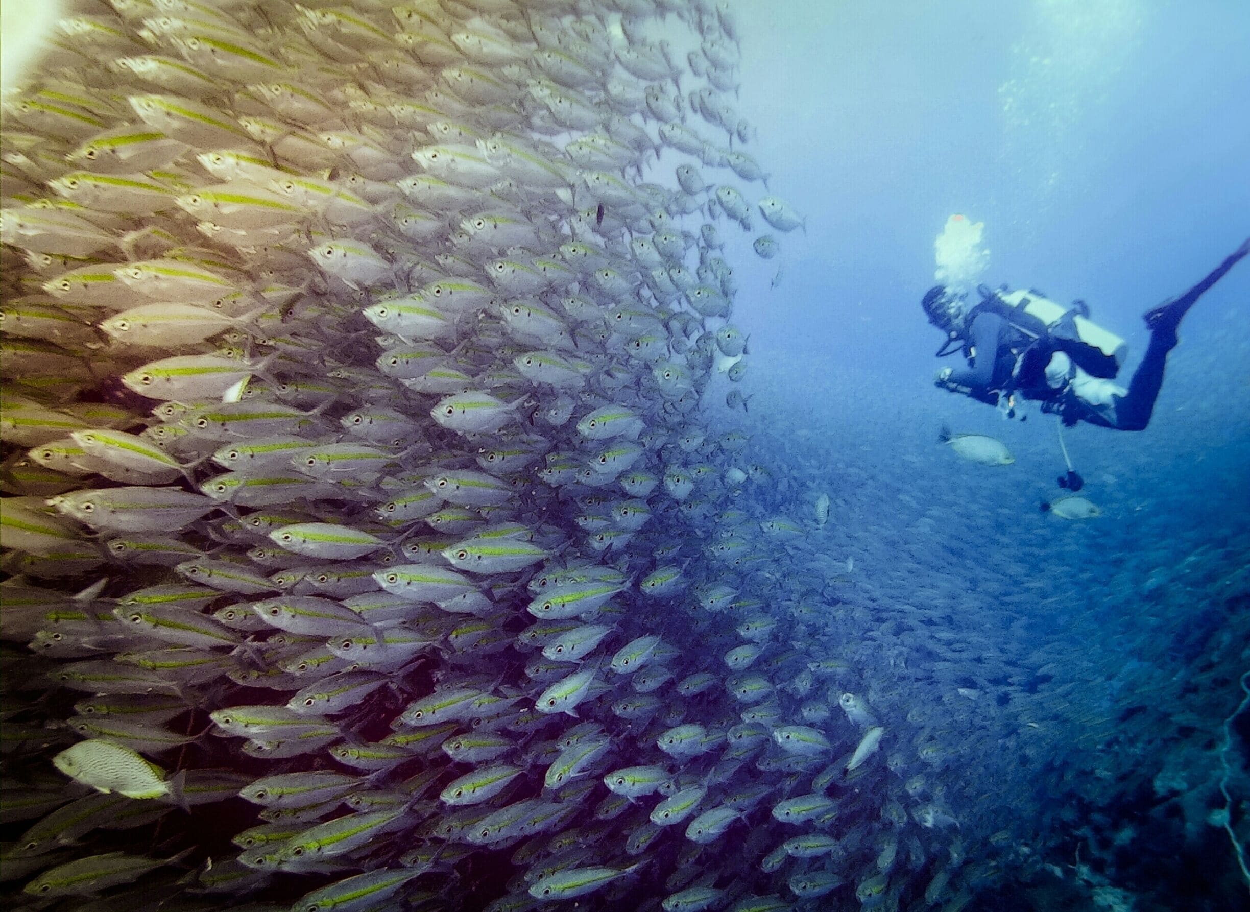 Dive site: Chumporn pinnacle 
Around 18 metres I found a lot of the yellow strab fish above the top of big rocks.