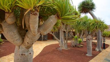 Antigua featuring a garden