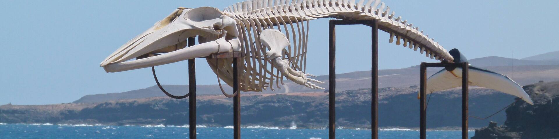 Whale skeleton, marine water saline - Salinas del Carmen - Museo de la Sal - Fuerteventura - Canary islands - Spain.