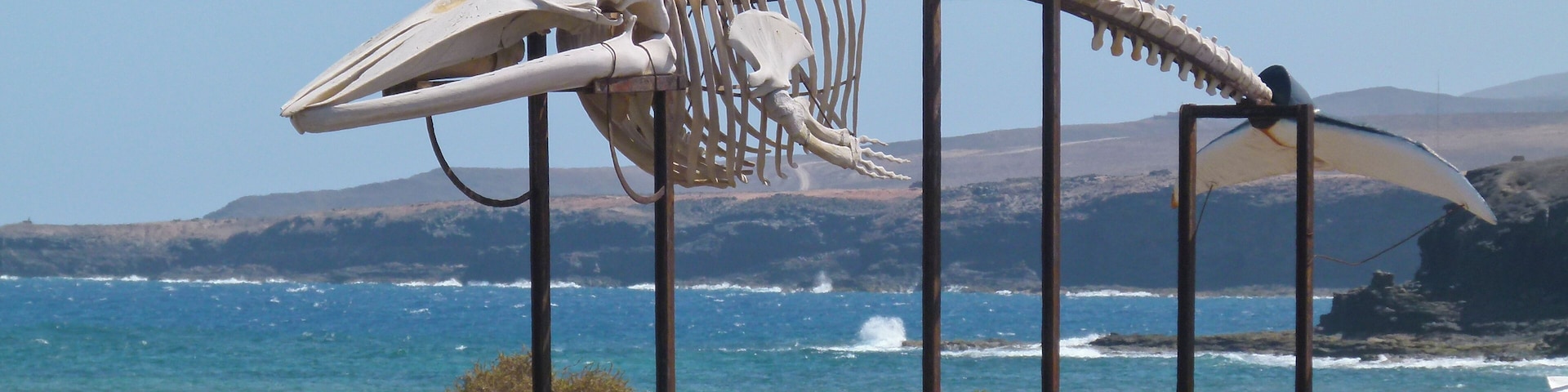 Whale skeleton, marine water saline - Salinas del Carmen - Museo de la Sal - Fuerteventura - Canary islands - Spain.