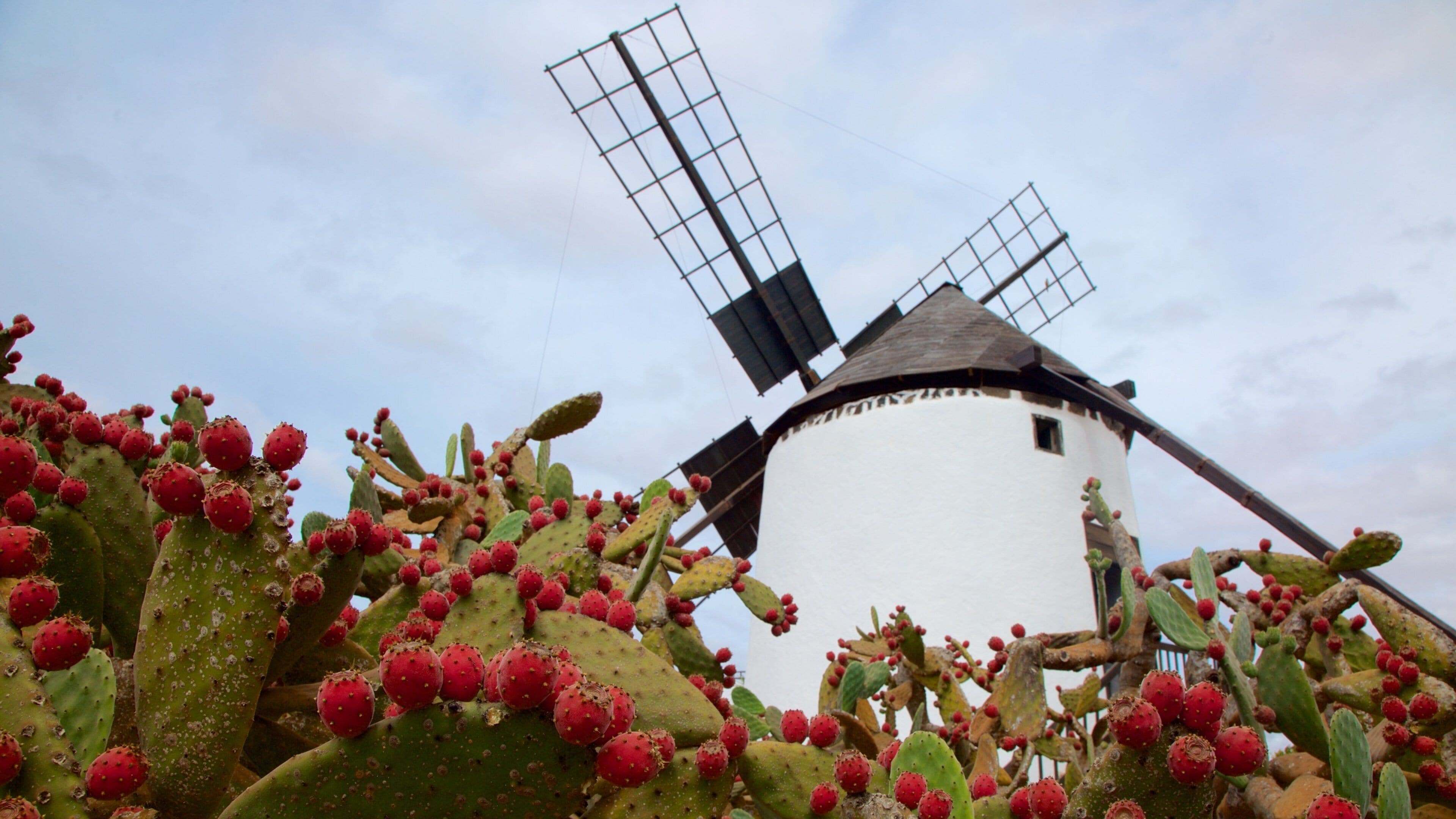 Antigua which includes flowers and a windmill