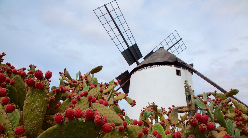 Antigua welches beinhaltet Windmühle und Blumen