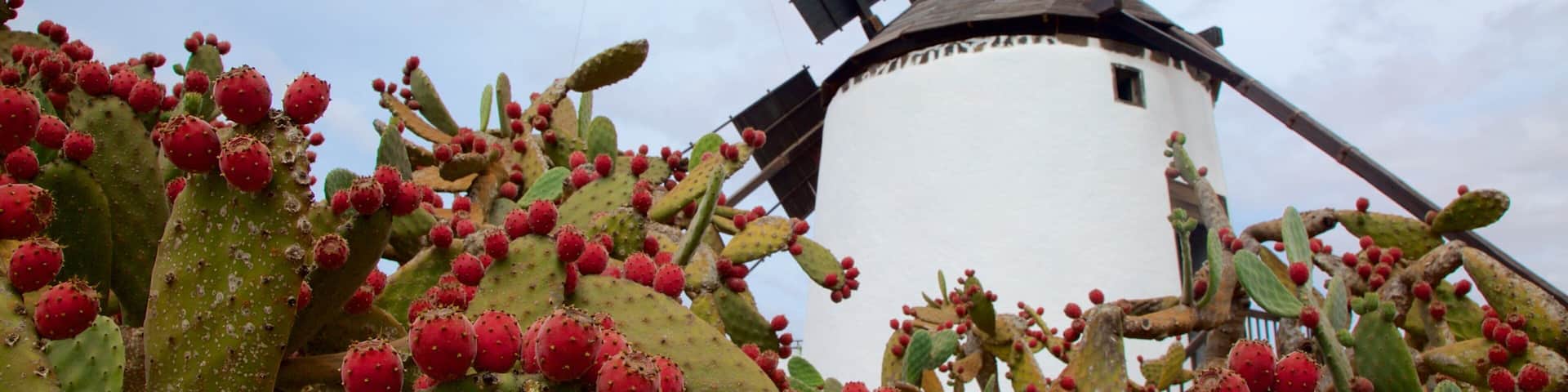 Antigua montrant fleurs et moulin Ă vent