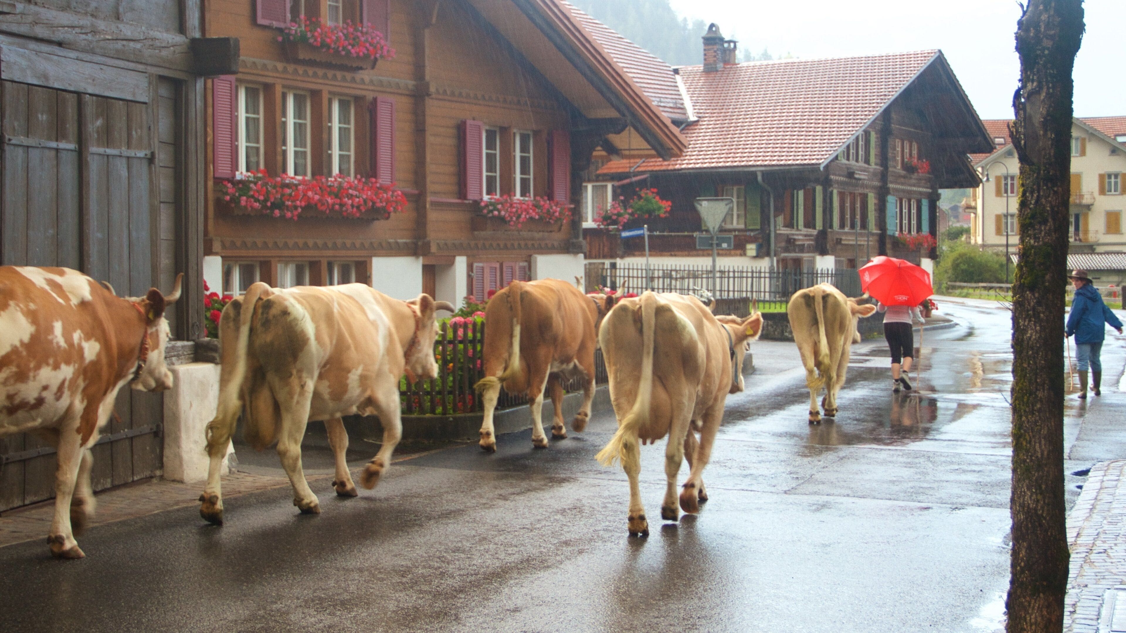 Wilderswil featuring land animals and a small town or village