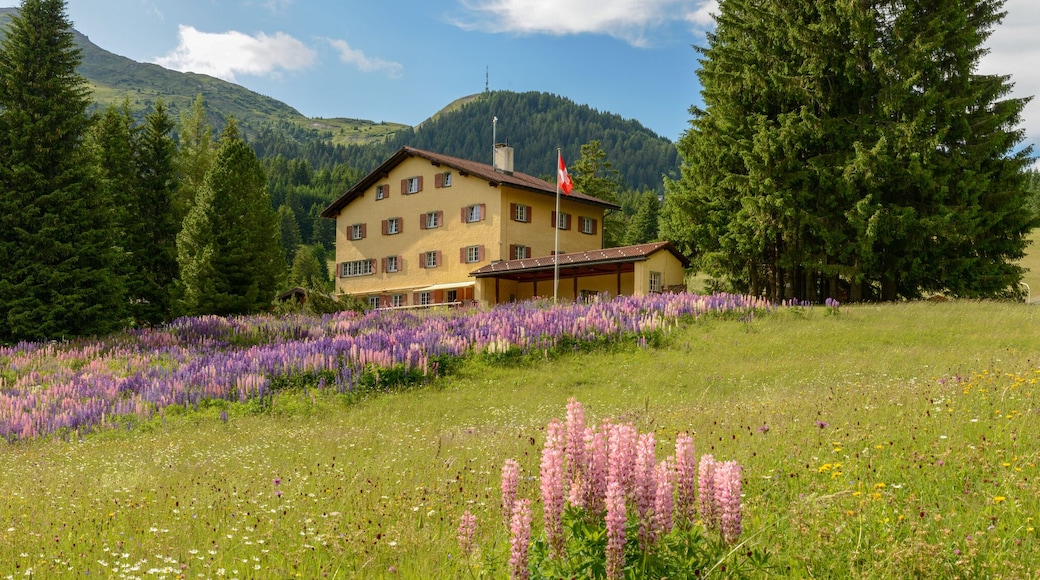 Flower garden in front of a house at Valbella on the Swiss alps