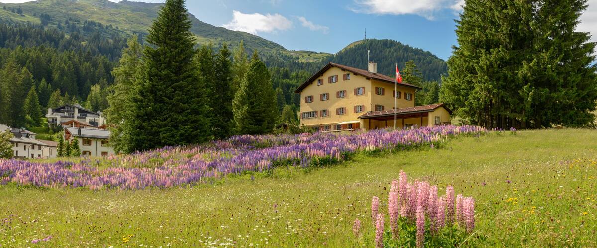 A house surrounded by a field of purple flowers, with mountains in the background.