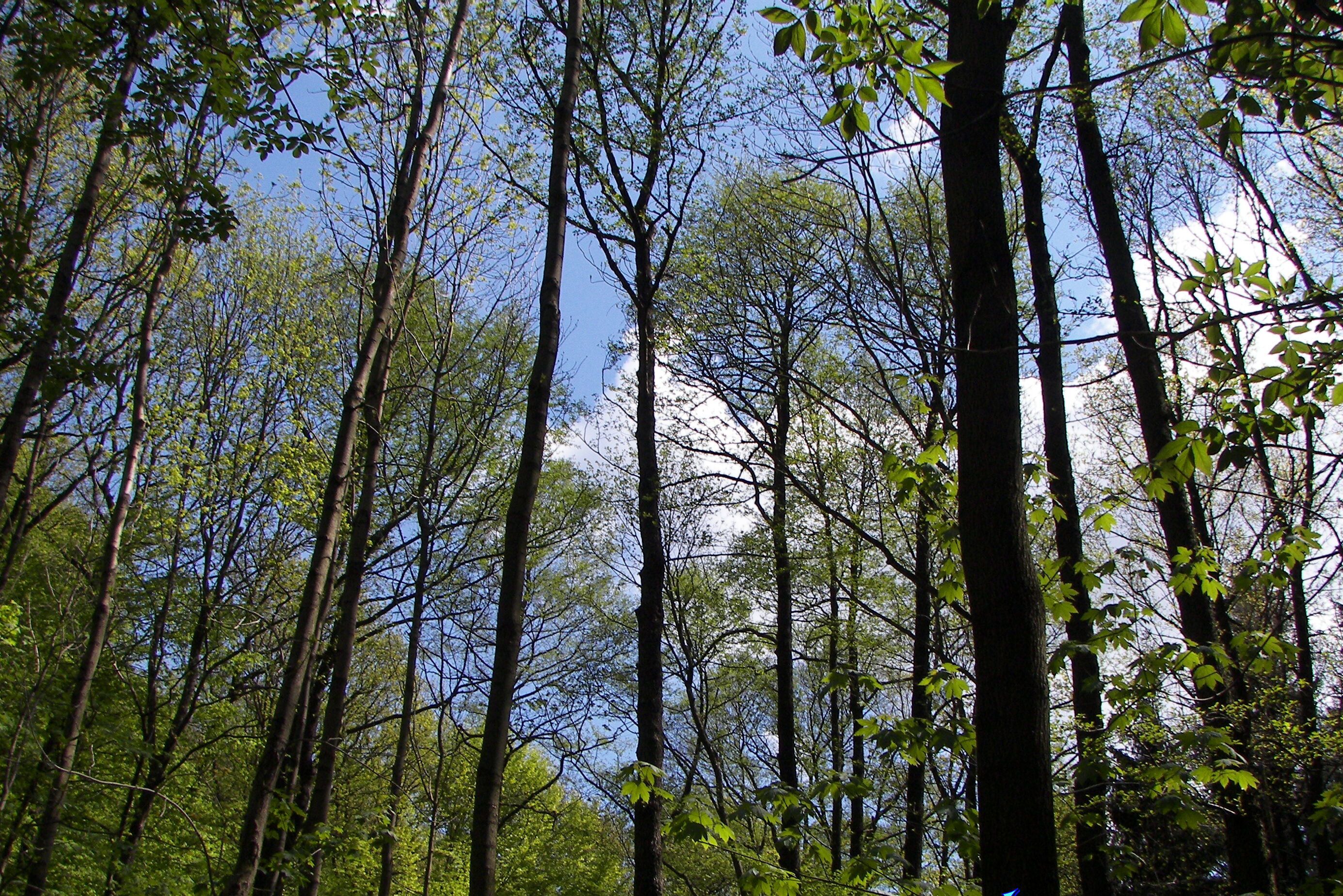 ... himmelwärts ...