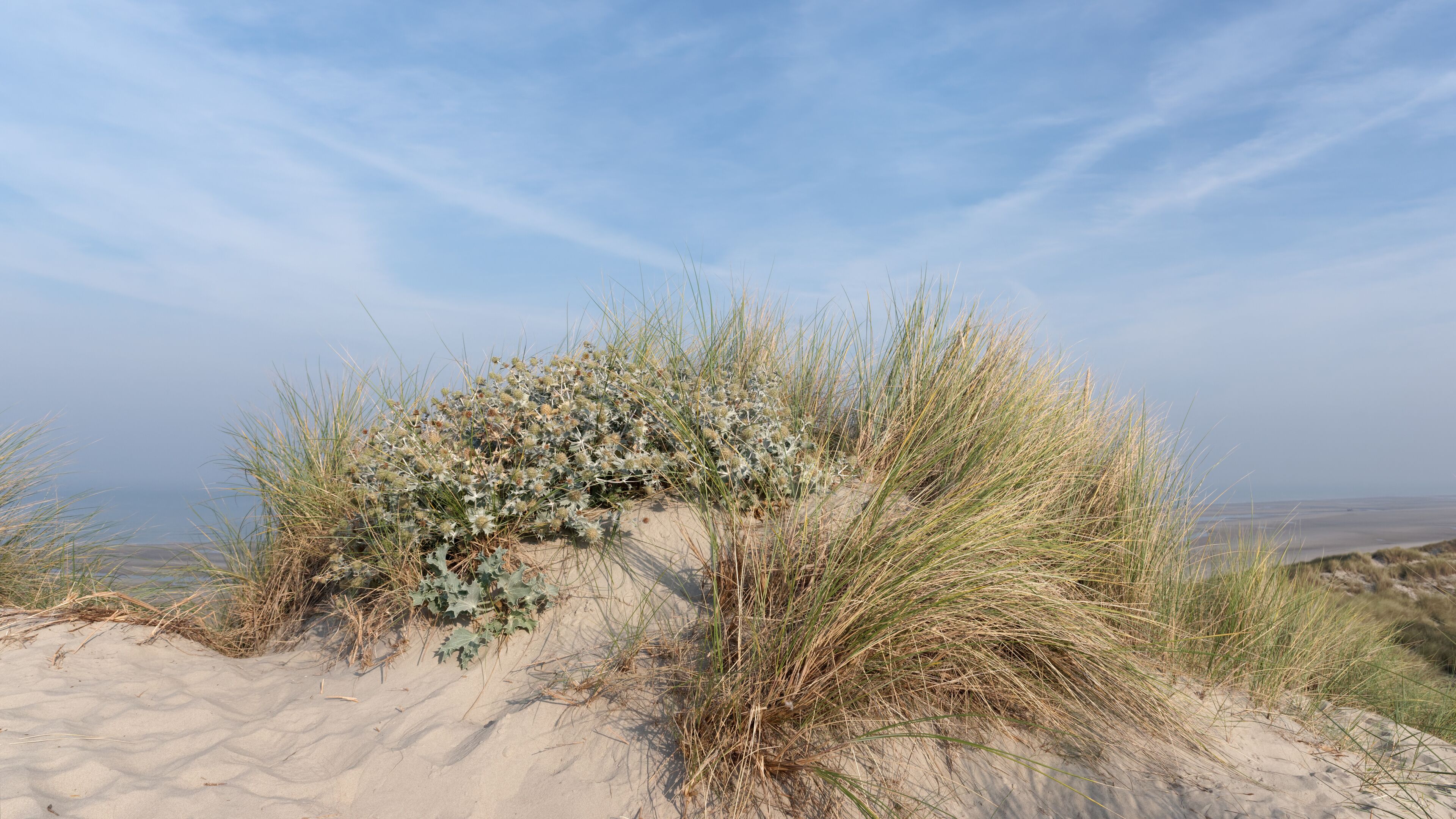 Sand dunes and beach  of Fort-Mahon-Plage. Hauts-De-France region  