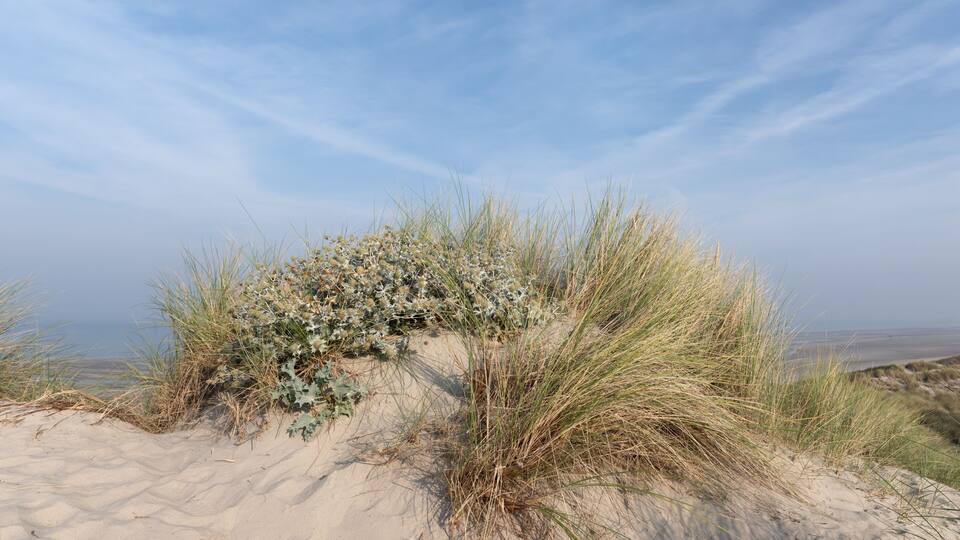 A dune landscape with sparse vegetation and a clear sky.