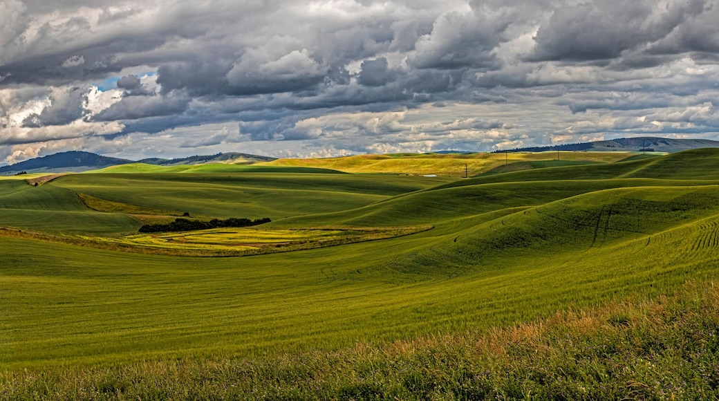 USA, Colfax, Washington State. Enos Road, scenic agriculture.