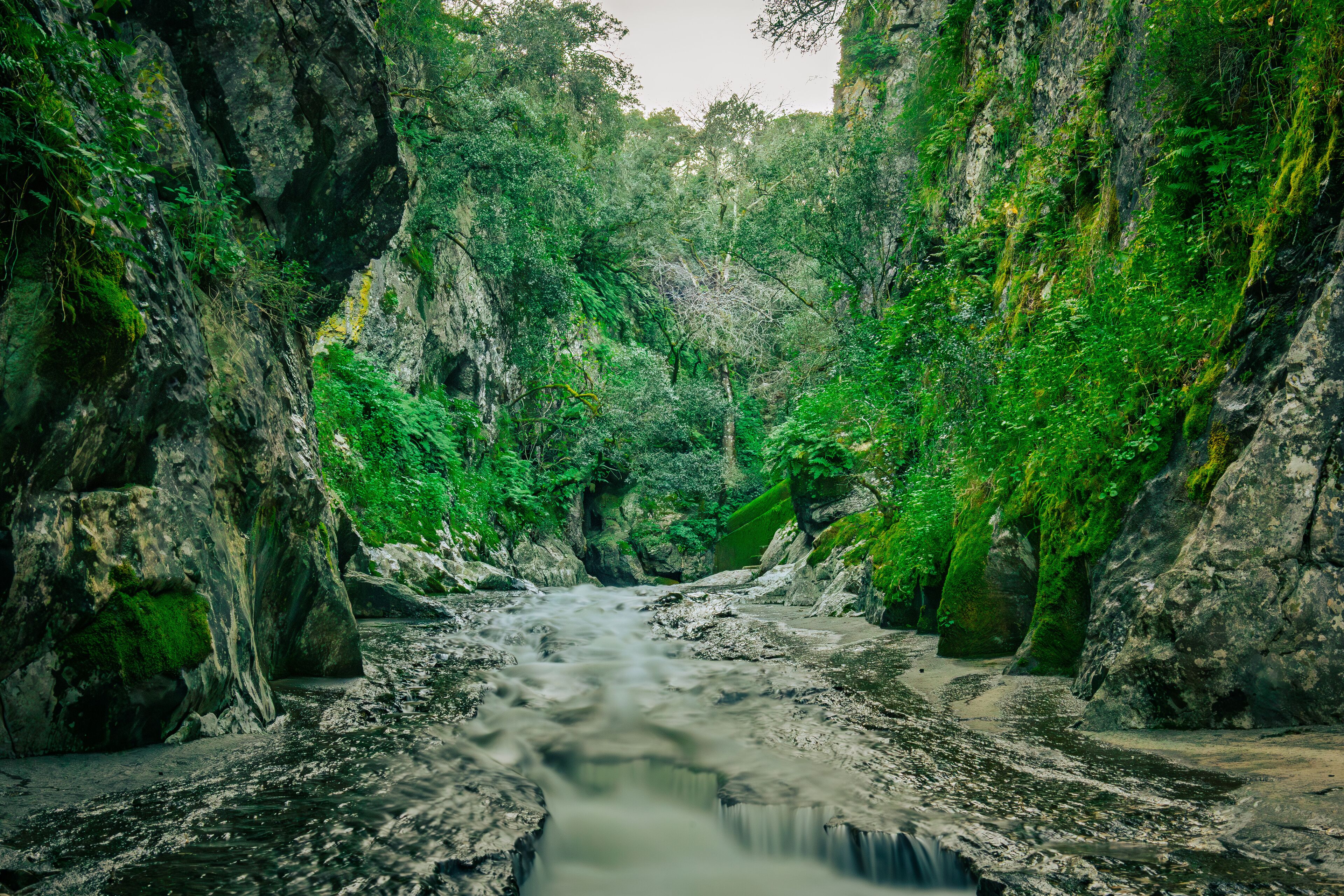 A river flowing through a rocky gorge with dense green foliage.