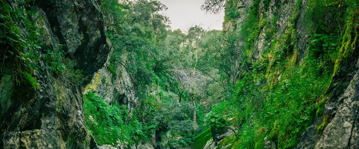 A river flowing through a rocky gorge with dense green foliage.