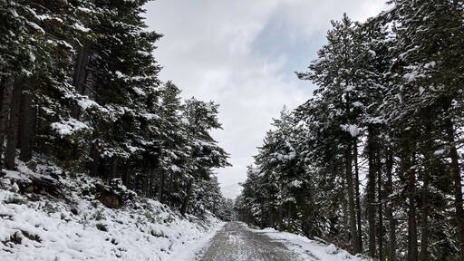 Snowy winter road winding through pine forest in Pyrenees Orientales, France