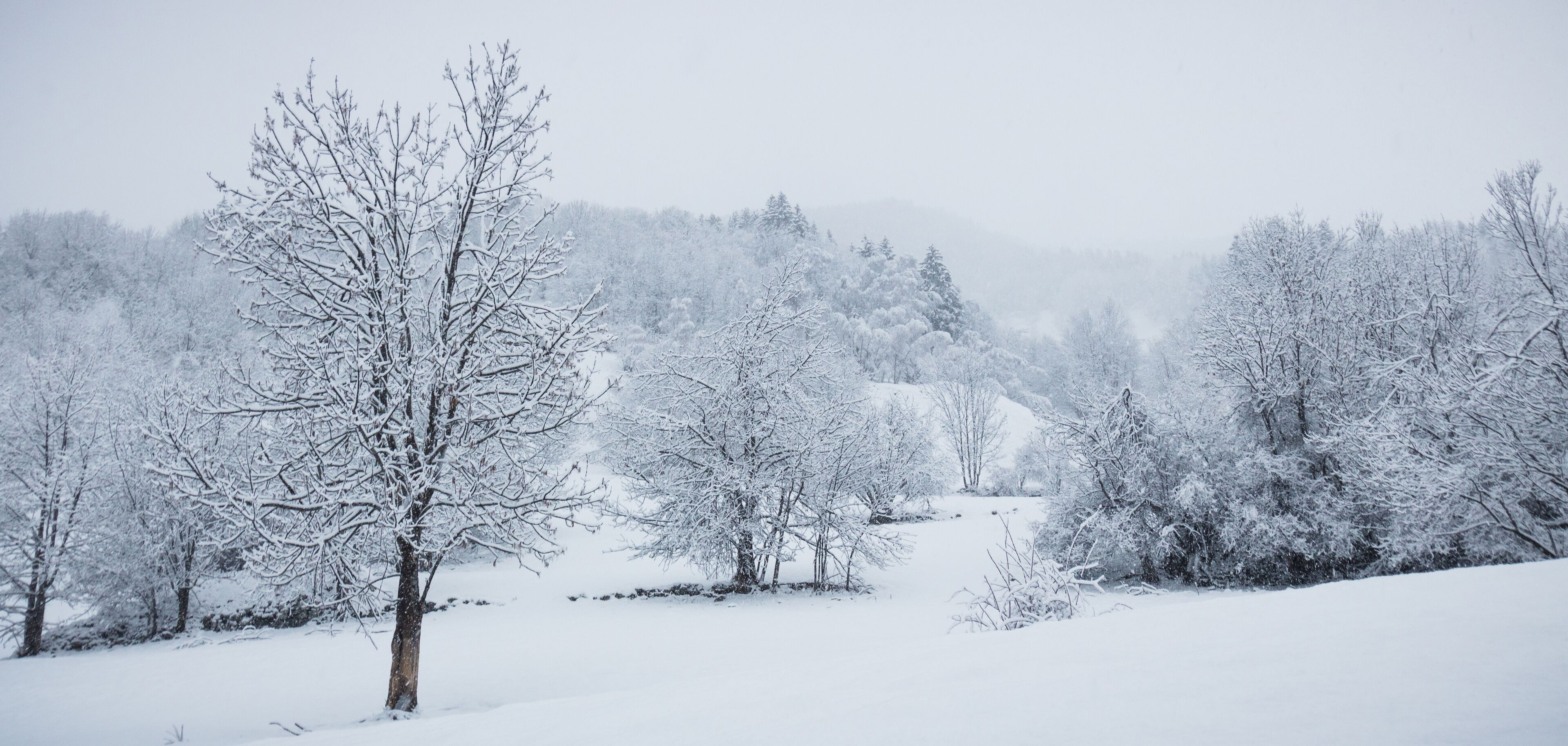 A snow-covered landscape with trees and a path.