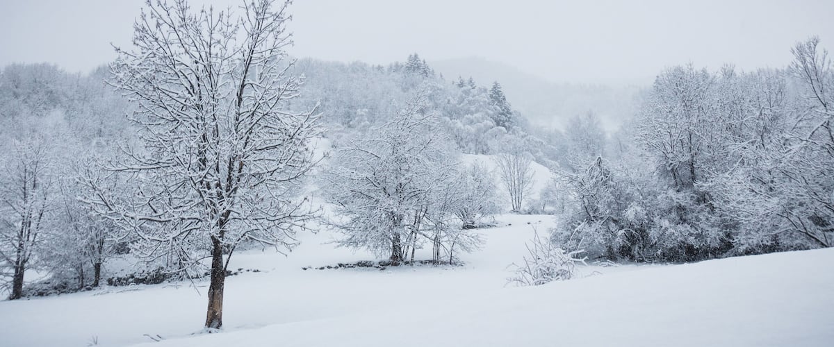 A snow-covered landscape with trees and a path.