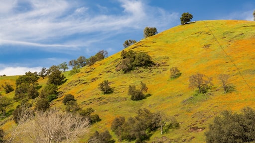 Hillside of California poppy flowers near the Mokelumne River