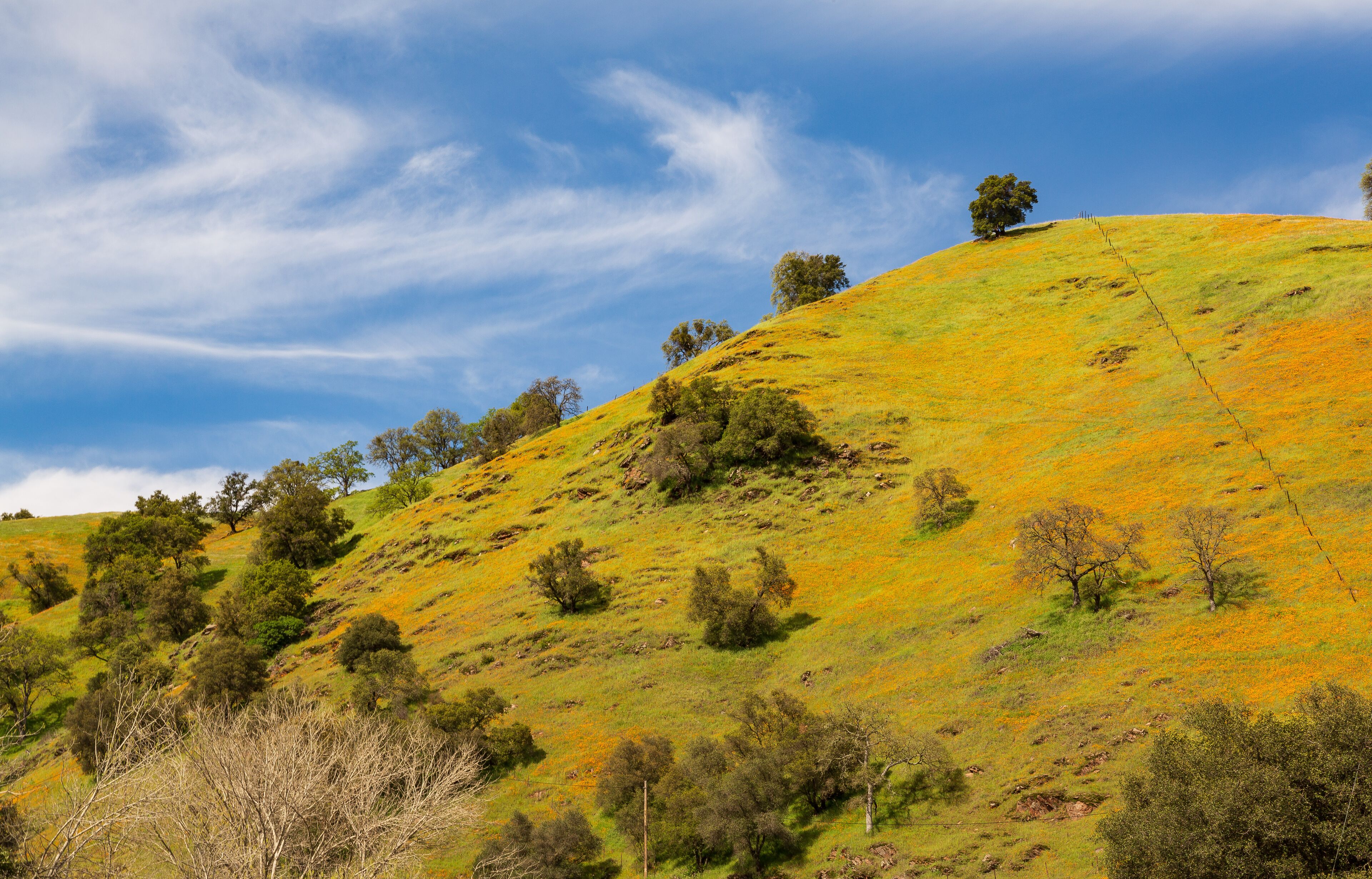 A grassy hillside with scattered trees and a clear sky.