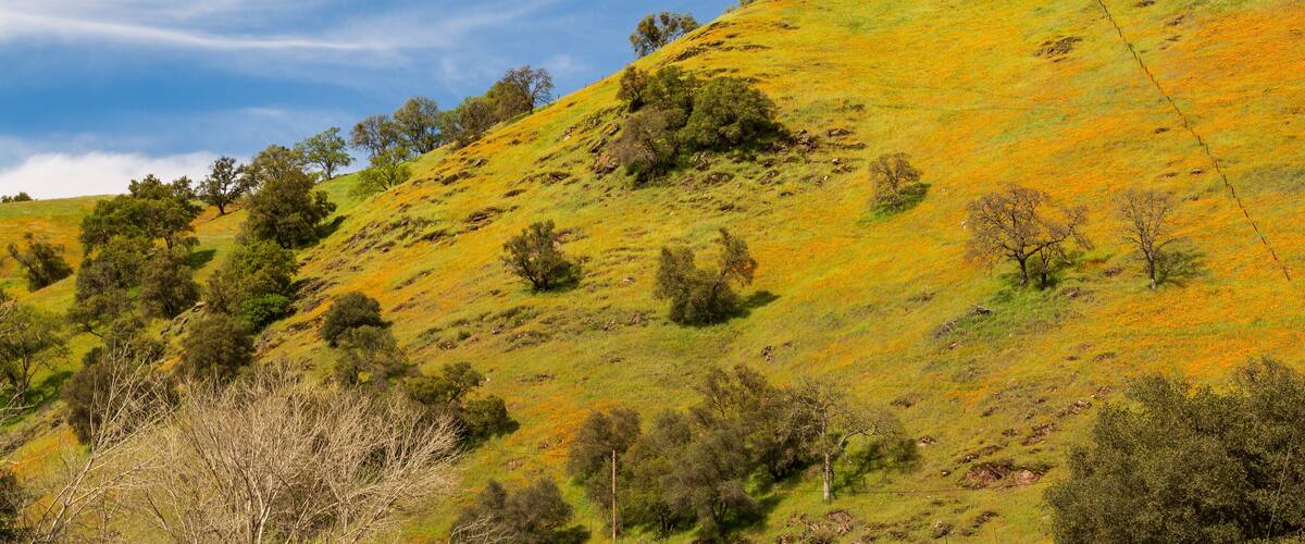 A grassy hillside with scattered trees and a clear sky.