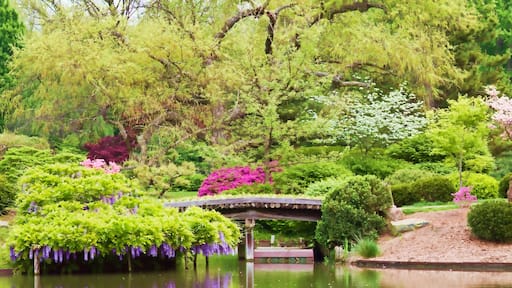 Een vredige tuin met een vijver, kersenbloesems en een traditionele Japanse brug.